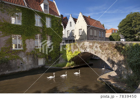 Swans swimming in the channel Swans swimming in the channel 7839450
