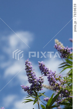 セイヨウニンジンボクと青空 セイヨウニンジンボクと青空 7839639