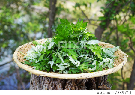 春のヨモギ摘み 7839711