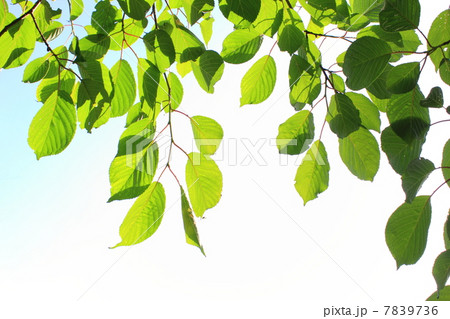 新緑 7839736