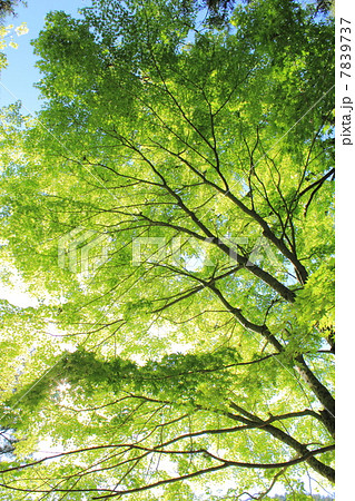 新緑のカエデ 7839737