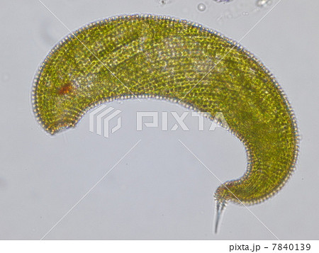 ミドリムシ ミドリムシ 7840139