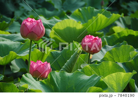 横浜三渓園のハスの花 7840190