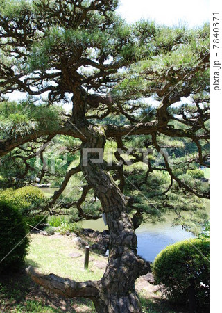 クロマツ 7840371