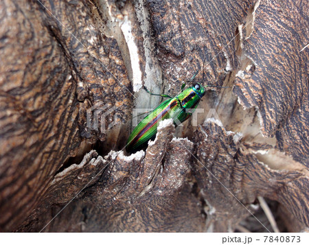 タマムシ タマムシ 7840873