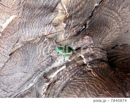 タマムシ 7840874