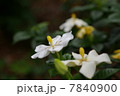くちなし 7840900