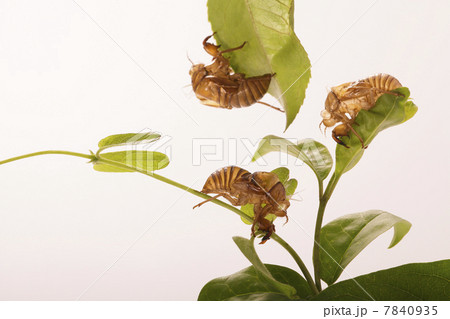 蝉の抜け殻 7840935