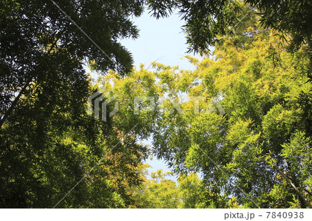 竹林 竹林 7840938