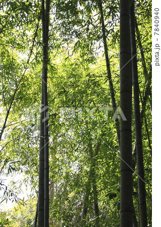 竹林 7840940