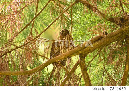 アオバズク 7841026