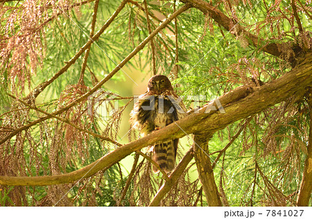 アオバズク 7841027