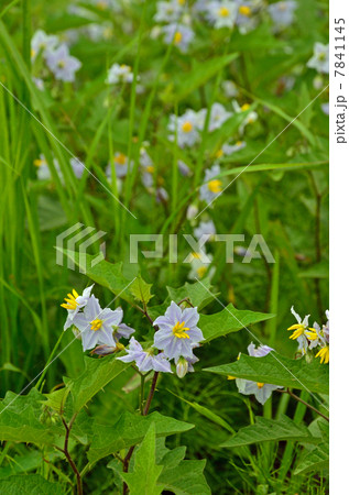 植物・ワルナスビ ナス科 植物・ワルナスビ ナス科 7841145