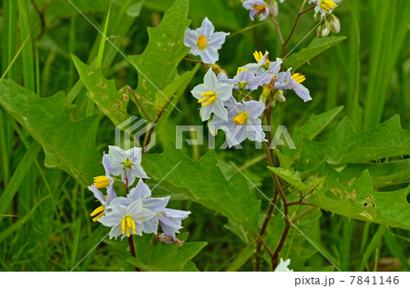 植物・ワルナスビ　ナス科 7841146