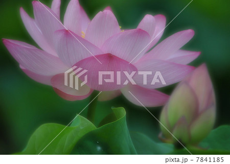 ソフト調の蓮の花と蕾 ソフト調の蓮の花と蕾 7841185