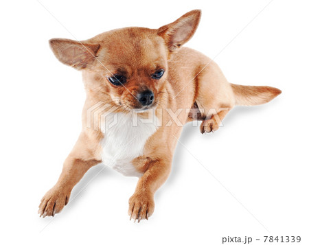 Chihuahua dog on white background Chihuahua dog on white background 7841339