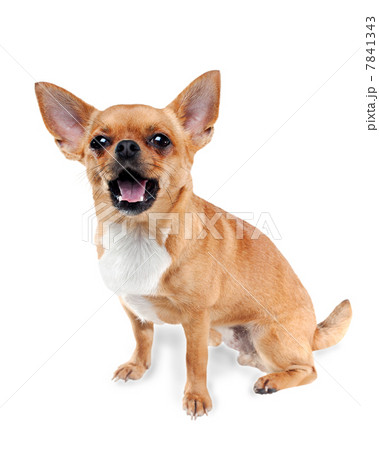 Chihuahua dog on white background Chihuahua dog on white background 7841343