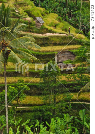 バリ島の棚田(テガララン/バリ島・インドネシア) バリ島の棚田(テガララン/バリ島・インドネシア) 7841422