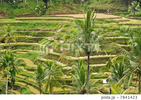 バリ島の棚田（テガララン／バリ島･インドネシア） 7841423