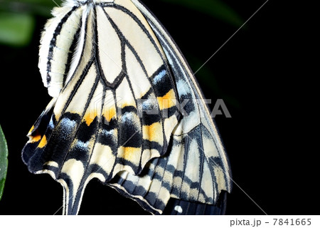 アゲハ蝶羽クローズアップ 7841665