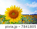 ヒマワリ 7841805