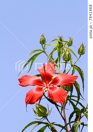 モミジアオイ モミジアオイ 7841868