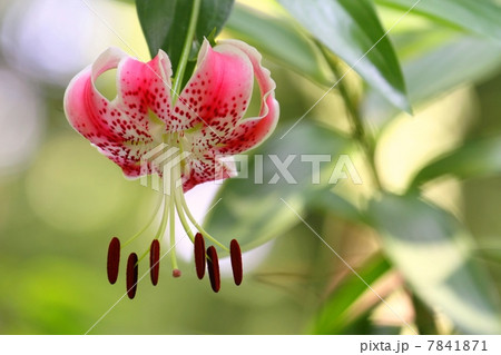 カノコユリ 7841871