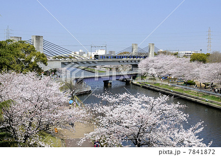 春あおなみ 7841872