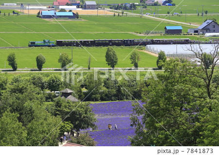 ラベンダー畑とトロッコ列車 7841873