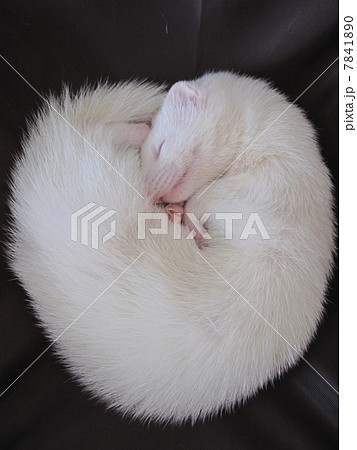 フェレット フェレット 7841890