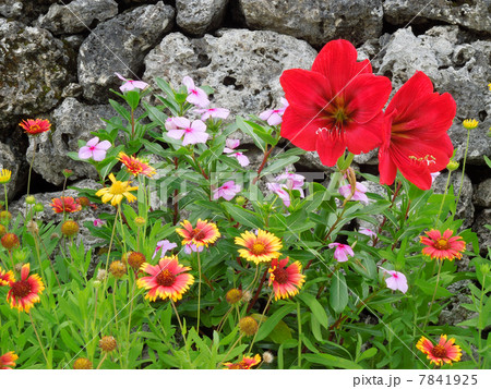 竹富島の花 7841925