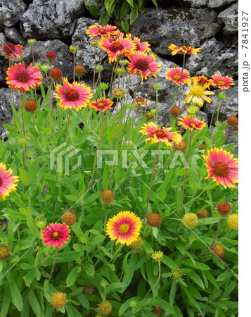 オオテンニンギク 7841927