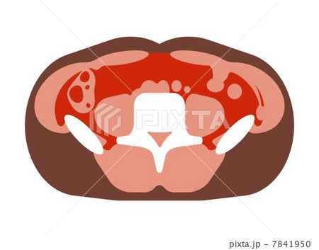 内臓脂肪 7841950