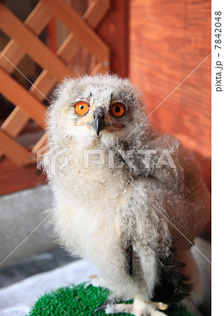 ミミズク ふくろう 猛禽類 シベリアワシミミズク 雛 シベリカス ミミズク ふくろう 猛禽類 シベリアワシミミズク 雛 シベリカス 7842048