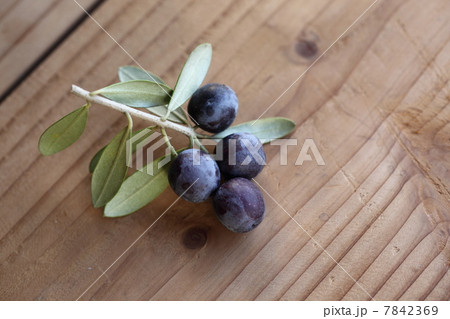 オリーブ（アルベキナ） 7842369