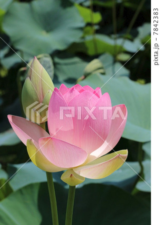 ハスの花 7842383