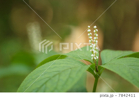 フタリシズカ フタリシズカ 7842411