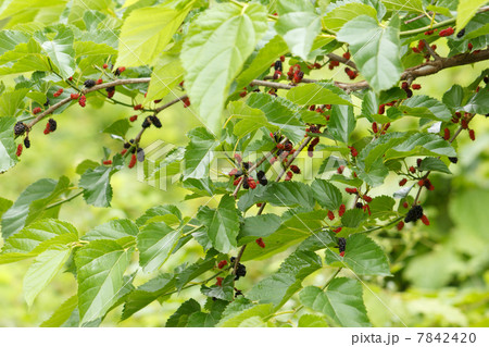 ヤマグワの実 7842420