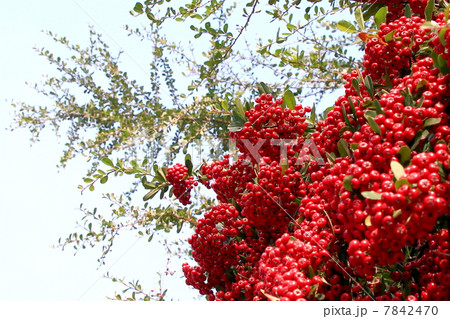 トキワサンザシ 7842470