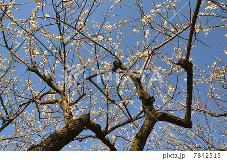 曽我梅林の梅 7842515