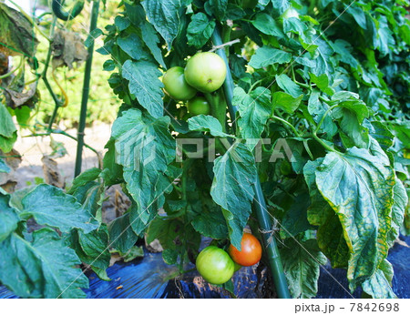 トマト畑 トマト畑 7842698