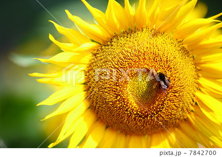 Sunflower & Bee 7842700