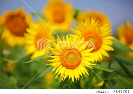 Sunflower 7842701