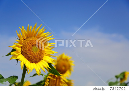 Sunflower 7842702