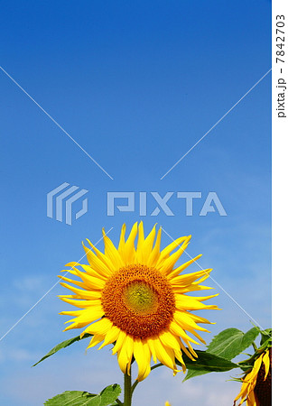 Sunflower 7842703