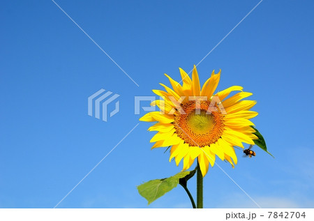 Sunflower & Bee 7842704