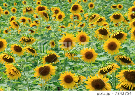 ひまわり 7842754