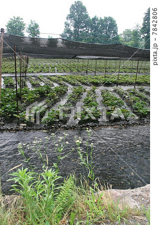 大王わさび農場 7842806