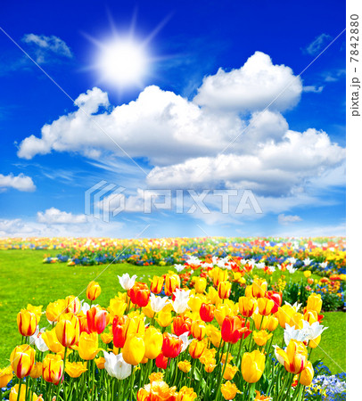 tulip flowers field. spring landscape with sunny blue sky 7842880