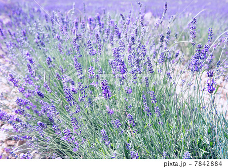 Blossoming of lavender flowers in Valensole, Provence 7842884